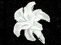 Y1SK037A2百合花軟水晶-白(小)