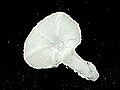 Y1SK041A2牽牛花軟水晶-白(小)