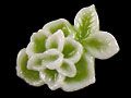 Y1SK1103D軟水晶-帶葉山茶花