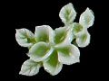 Y1SK2403D軟水晶-帶葉櫻花