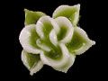 Y1SK2603D軟水晶帶葉四瓣花